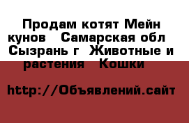 Продам котят Мейн кунов - Самарская обл., Сызрань г. Животные и растения » Кошки   
